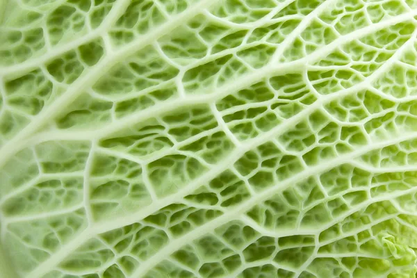 Image texture cabbage leaf — Stock Photo, Image