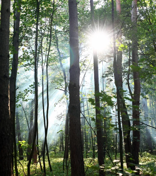 日当たりの良い森. — ストック写真