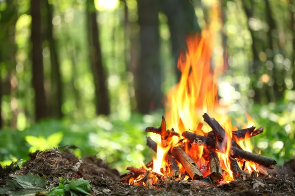 森の中の焚き火. — ストック写真