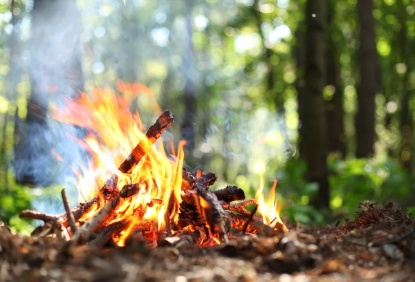Ormanda şenlik ateşi. — Stok fotoğraf