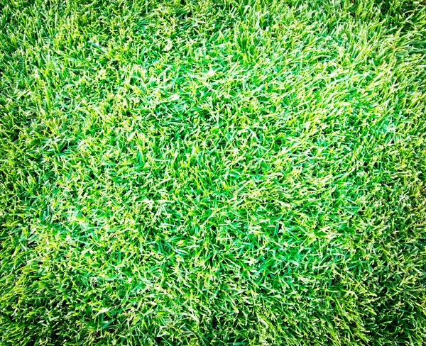 新鮮な春の緑の草 — ストック写真