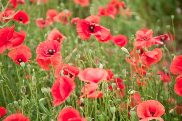 Champ de fleurs de pavot sauvage . — Photo