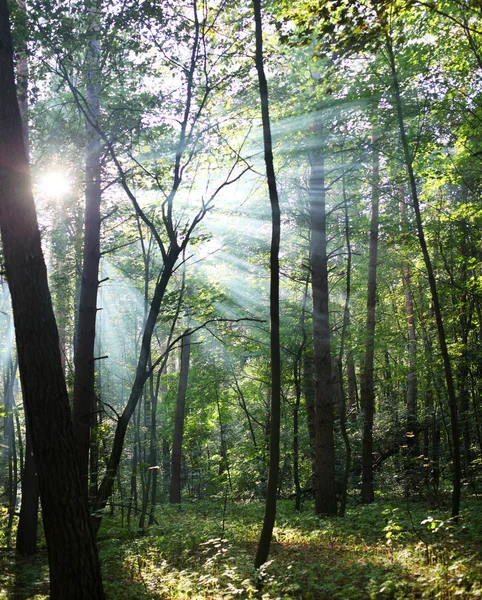 Güneşli orman. — Stok fotoğraf