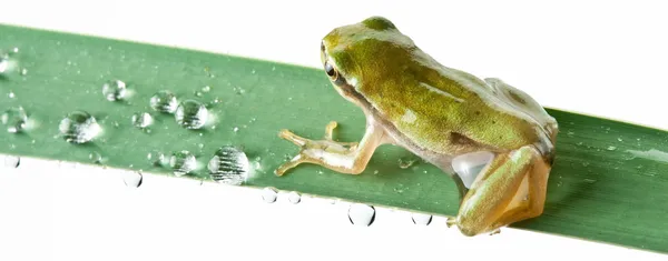 Mała żaba w pośpiechu — Zdjęcie stockowe