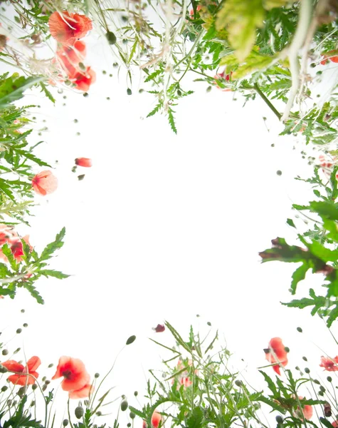 Цветы мака — стоковое фото