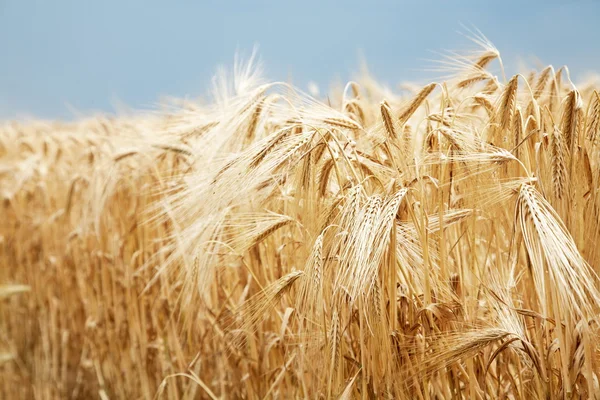 stock image Close up shot of wheat stalk