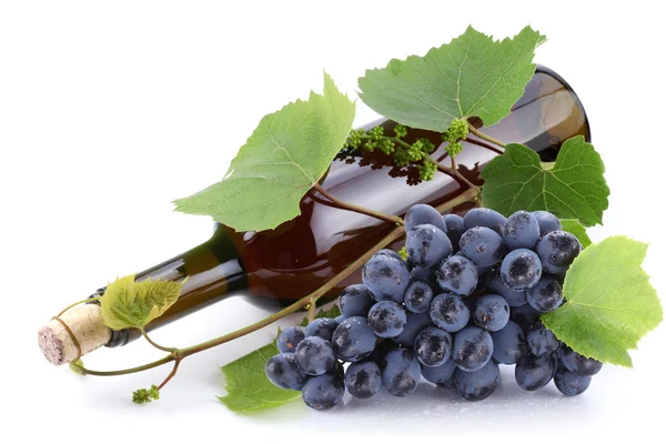 Fles wijn op de wijnstok op een witte achtergrond — Stockfoto