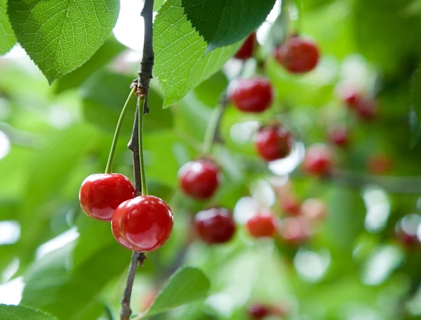 Two ripe cherries close up on a tree. — Stock Photo, Image