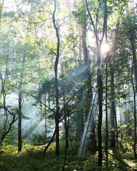 Sonniger Wald. — Stockfoto