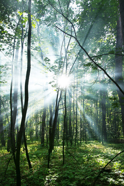 Sun's rays shining through the trees in the forest.