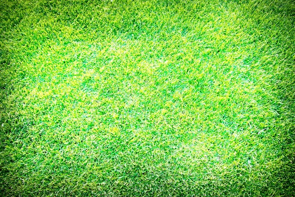 Frisches Frühlingsgee Gras — Stockfoto