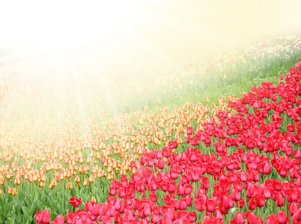 Field with colorful tulips — Stock Photo, Image