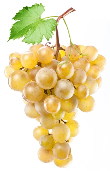 Żółty winogron — Zdjęcie stockowe