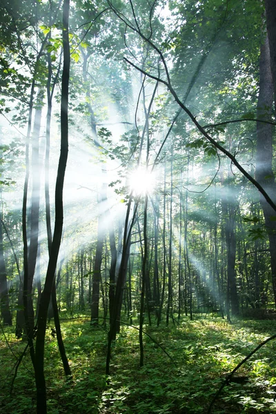 Sonniger Wald. lizenzfreie Stockbilder