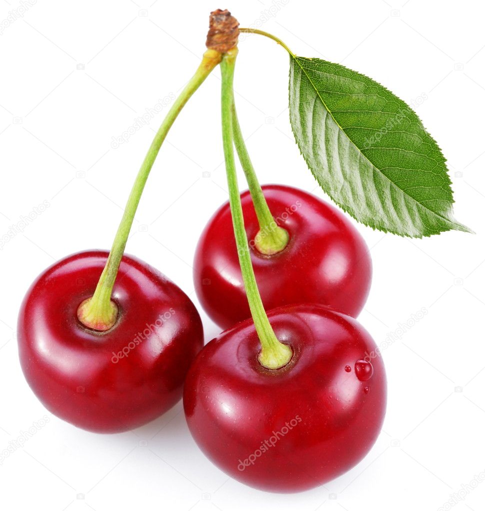 Three perfect sweet cherries with the leaf