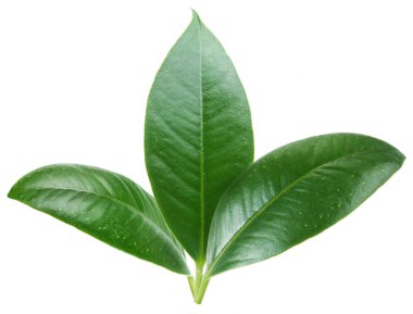 Three green leaf on white background.