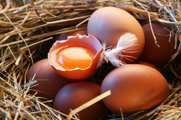 Яйца в соломе — стоковое фото