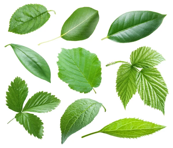 Garden leaves — Stock Photo, Image