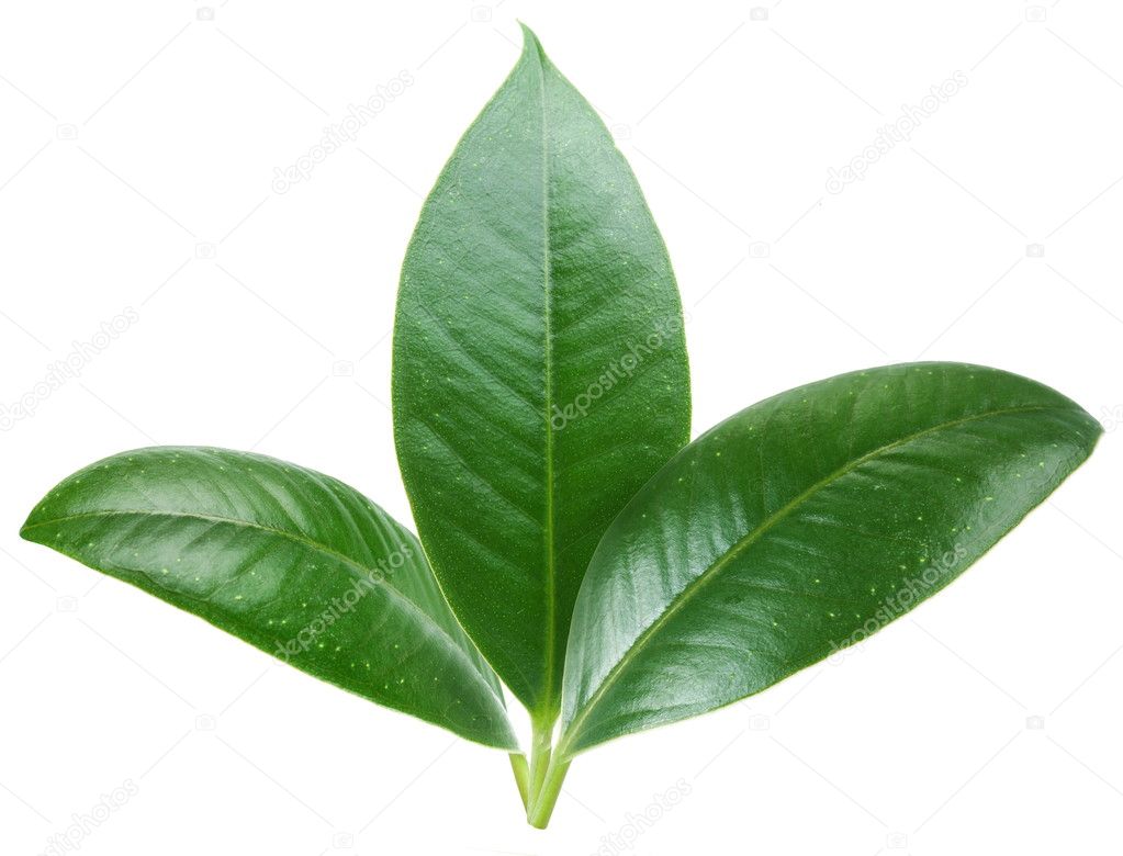 Three green leaf on white background.
