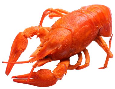 Boiled crawfish clipart