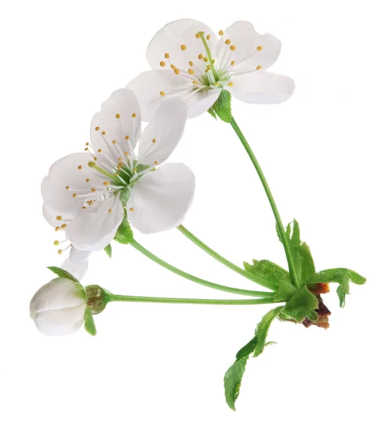 Three cherry flowers on a white background. — Stock Photo, Image