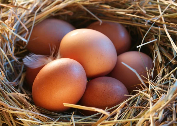 Eier im Stroh — Stockfoto
