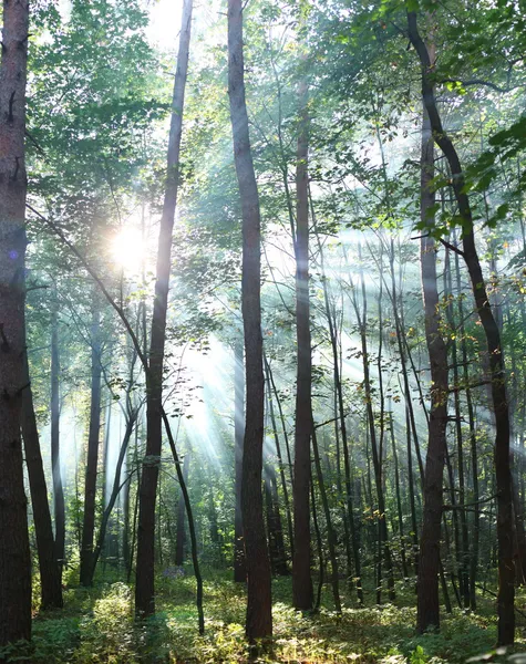 Ağaçların arasından parlayan güneş ışınları — Stok fotoğraf