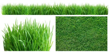 Spring green grass. clipart