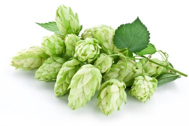 Branch of hops on a white background clipart