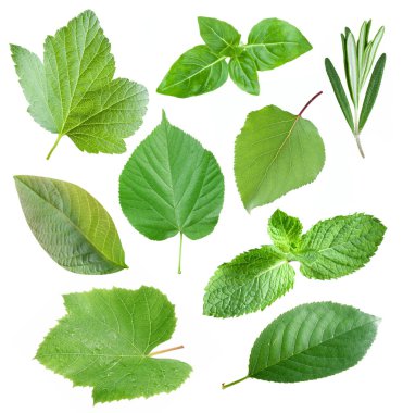 Collection of garden leaves clipart