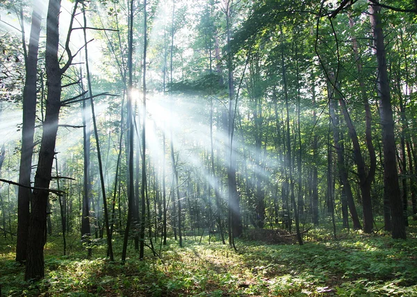 Солнечные лучи светят сквозь деревья — стоковое фото