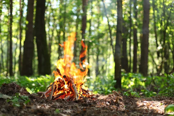 Bonfire in het bos. — Stockfoto