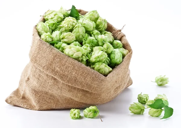 Sack of hops on a white background. — Stock Photo, Image