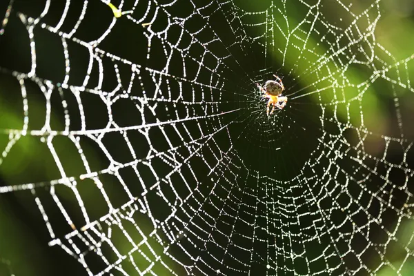거미집에 있는 거미. — 스톡 사진