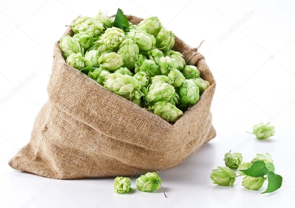 Sack of hops on a white background.