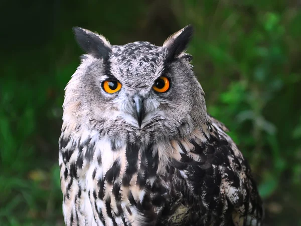 stock image Head of owl