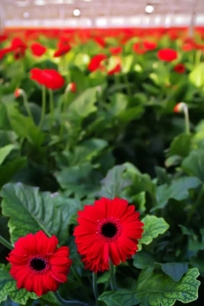 stock image Netherlands flower greenhouse