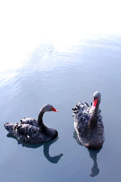 Black swans — Stock Photo, Image