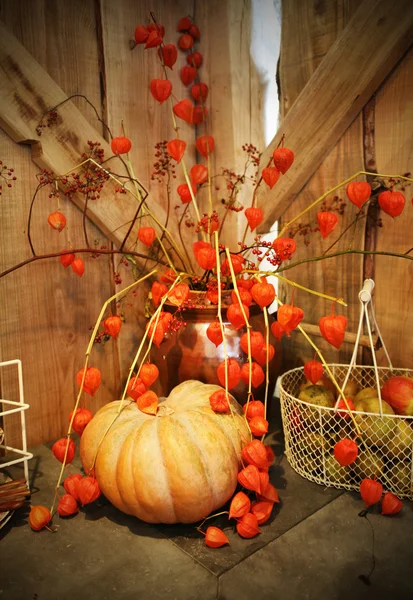 Pumpkins arrangement — Stock Photo, Image