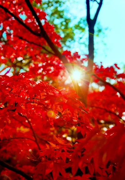 Herbstsonne — Stockfoto