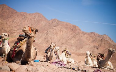 Camels in the Desert clipart