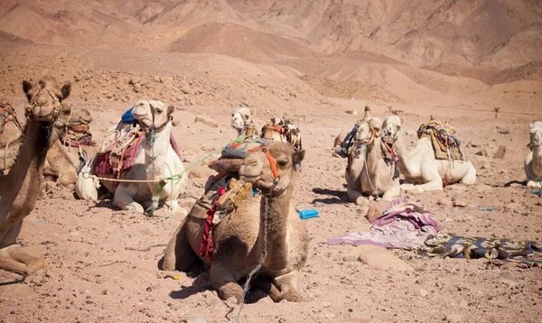 stock image Camels in the Desert