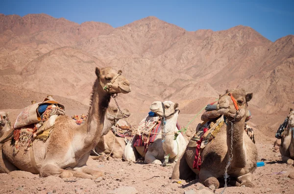 stock image Camels in the Desert