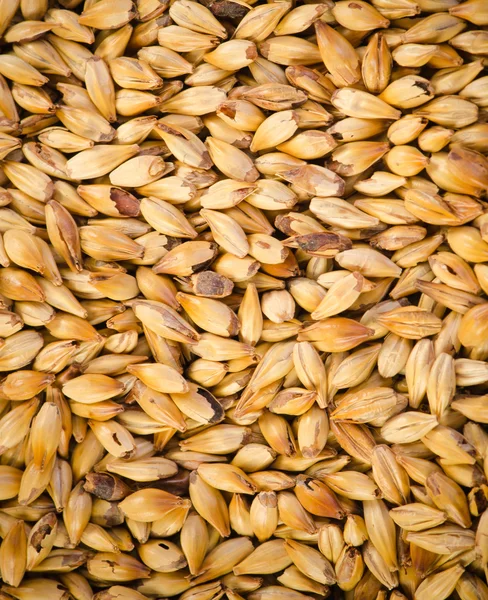 Stock image Malt, macro