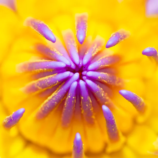 Close up of water lily — Stock Photo, Image