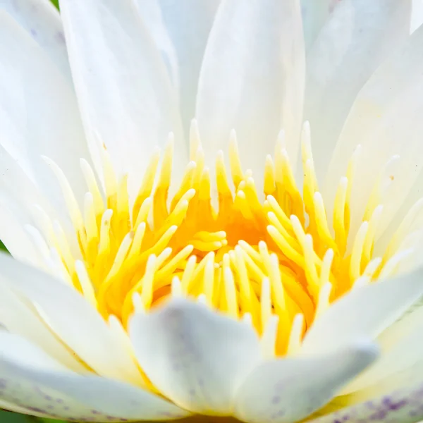 Bliska lilii wodnej — Zdjęcie stockowe