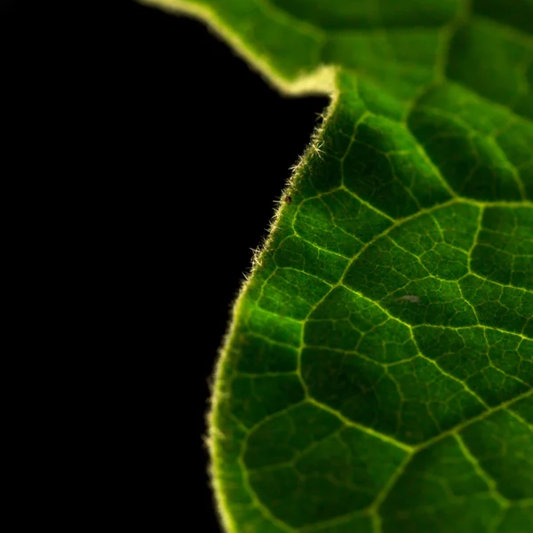 Stock image Green leaf