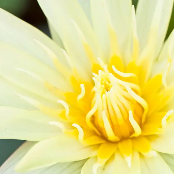 Close up van water lily — Stockfoto