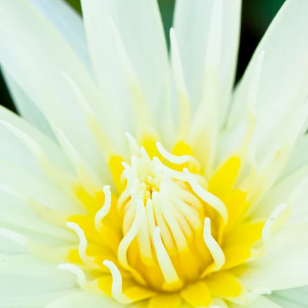 Close up van water lily — Stockfoto