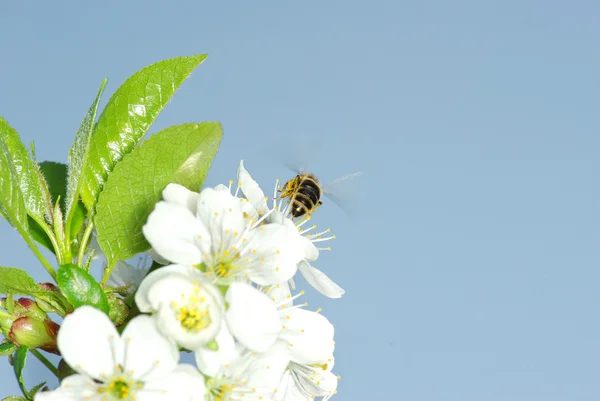 Květiny a včely — Stock fotografie